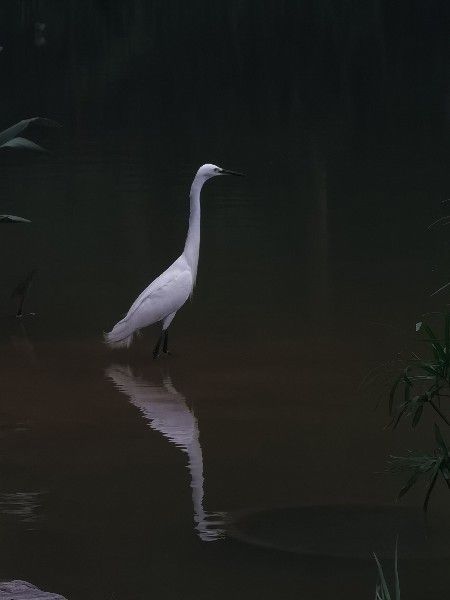 张雅晶《眺望》